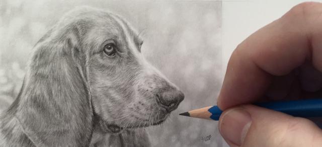 basset_hound_3_x_4_12_graphite_2015_with_hand_and_pencil__2.jpg